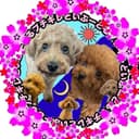 ブチギレといぷーどる♀🐶💢