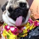 28日23時決勝おこげまる🍾💛